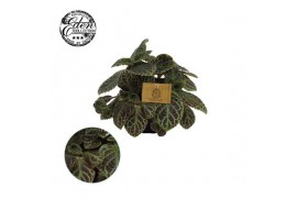 Episcia cupreata