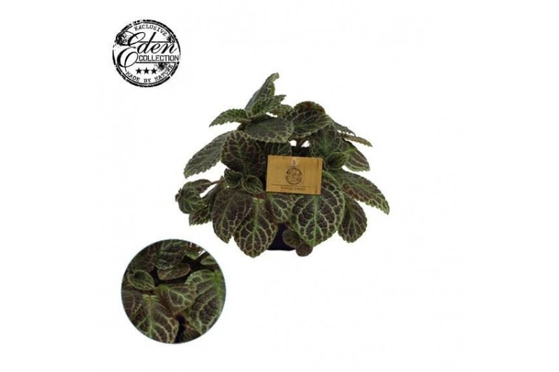 Episcia cupreata 