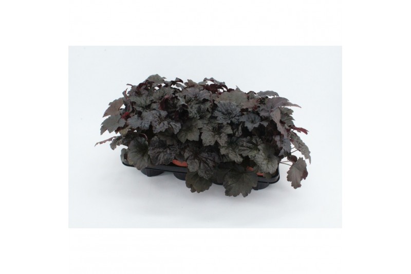 Heuchera micrantha palace purple 