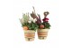 Arrangementen tuinplanten 41628: Outdoor autumn arrangement 2 pp 