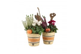 Arrangementen tuinplanten 41628: Outdoor autumn arrangement 2 pp