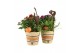 Arrangementen tuinplanten 41626: Outdoor autumn arrangement 2 pp 