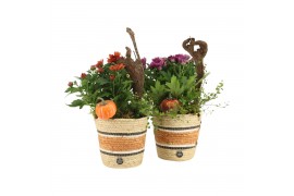 Arrangementen tuinplanten 41626: Outdoor autumn arrangement 2 pp