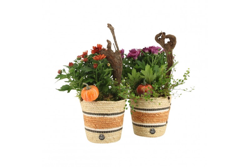 Arrangementen tuinplanten 41626: Outdoor autumn arrangement 2 pp 