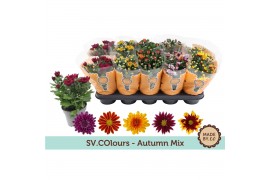 Chrysanthemum (indicum grp) mix