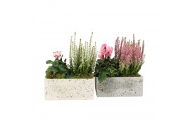 Arrangementen tuinplanten 41603: Outdoor autumn arrangement 2 pp