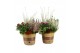 Arrangementen tuinplanten 41614: Outdoor autumn arrangement 3 pp 