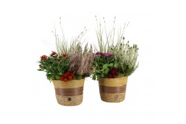 Arrangementen tuinplanten 41614: Outdoor autumn arrangement 3 pp