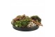 Arrangementen tuinplanten 41620: Outdoor autumn arrangement 5 pp 
