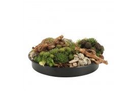 Arrangementen tuinplanten 41620: Outdoor autumn arrangement 5 pp