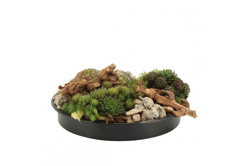 Arrangementen tuinplanten 41620: Outdoor autumn arrangement 5 pp 