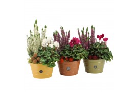 Arrangementen tuinplanten 41610: Outdoor autumn arrangement 2 pp