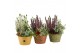 Arrangementen tuinplanten 41611: Outdoor autumn arrangement 3 pp 