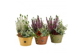 Arrangementen tuinplanten 41611: Outdoor autumn arrangement 3 pp