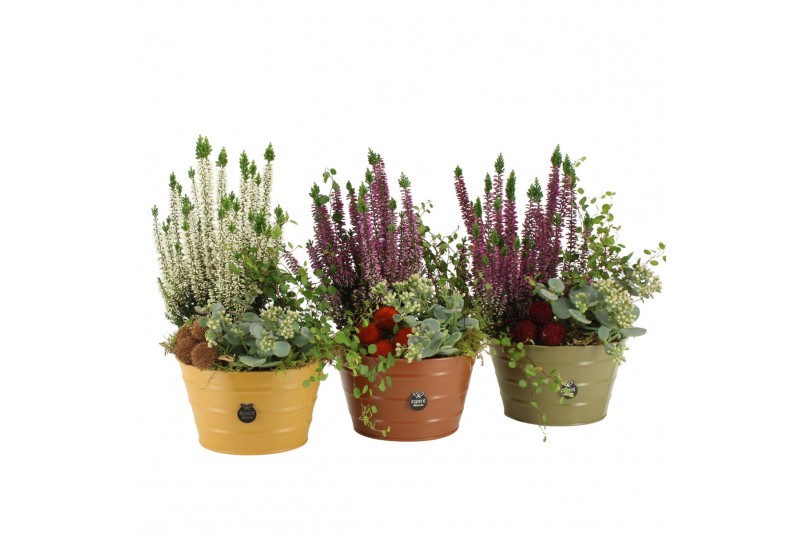 Arrangementen tuinplanten 41611: Outdoor autumn arrangement 3 pp 