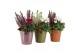 Arrangementen tuinplanten 41637: Outdoor autumn arrangement 2 pp 