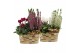 Arrangementen tuinplanten 41623: Outdoor autumn arrangement 2 pp 