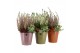 Arrangementen tuinplanten 41636: Outdoor autumn arrangement 2 pp 