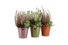 Arrangementen tuinplanten 41636: Outdoor autumn arrangement 2 pp
