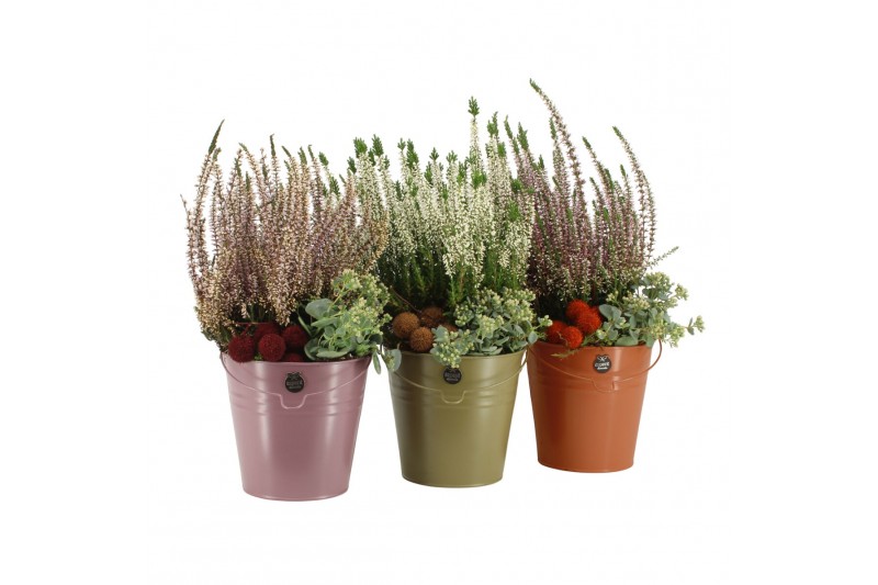 Arrangementen tuinplanten 41636: Outdoor autumn arrangement 2 pp 