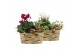 Arrangementen tuinplanten 41624: Outdoor autumn arrangement 2 pp 