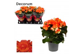 Begonia elatior du. reina oranje decorum