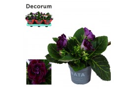 Sinningia sonata lila decorum