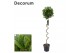 Laurus nobilis Kurketrekker 35 cm diameter 