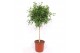 Ficus rechte stam,1 pp,1 pp 