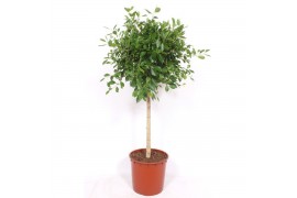 Ficus rechte stam,1 pp,1 pp