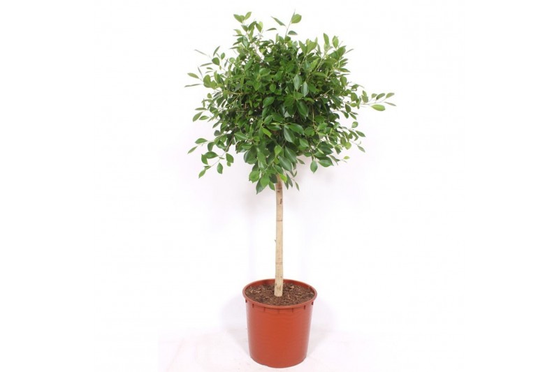 Ficus rechte stam,1 pp,1 pp 