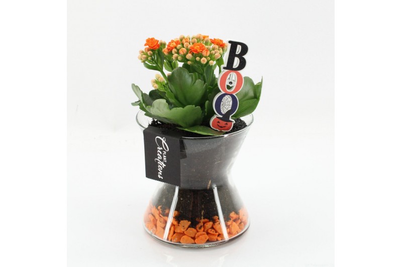 Arrangementen kamerplanten HWCR-2501 Halloween creatie 1 pp Arrangementen kamerplanten HWCR-2501 Halloween creatie 1 pp