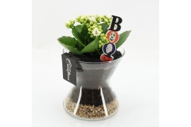 Arrangementen kamerplanten HWCR-2510 Halloween creatie 1 pp