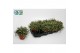 Rhipsalis baccifera subsp. horrida 