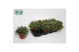 Rhipsalis baccifera subsp. horrida