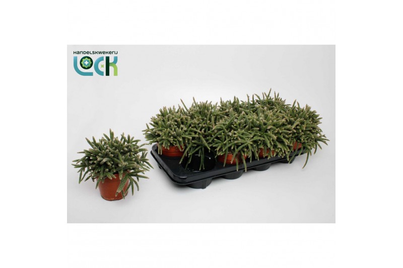 Rhipsalis baccifera subsp. horrida 