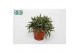 Rhipsalis baccifera subsp. horrida 