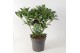Skimmia japonica white globe 6+ bloem 