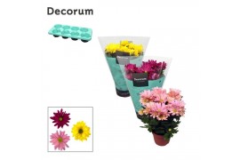 Chrysanthemum ind. breeze mix decorum