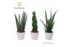 Sansevieria cylindrica keramiek 