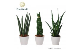 Sansevieria cylindrica keramiek