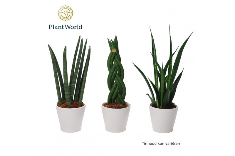 Sansevieria cylindrica keramiek 
