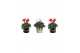 Cyclamen pers. midi super serie allure Collectie Bubble Collecties - C 