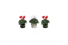 Cyclamen pers. midi super serie allure Collectie Bubble Collecties - C