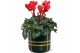 Cyclamen pers. midi super serie allure Collectie Bubble Collecties - C 