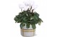 Cyclamen pers. midi super serie allure Collectie Bubble Collecties - C 