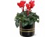 Cyclamen pers. midi super serie allure Collectie Bubble Collecties - C 