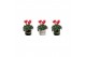 Cyclamen pers. midi super serie allure Collectie Bubble Collecties - C 