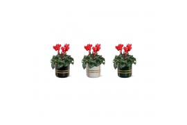 Cyclamen pers. midi super serie allure Collectie Bubble Collecties - C