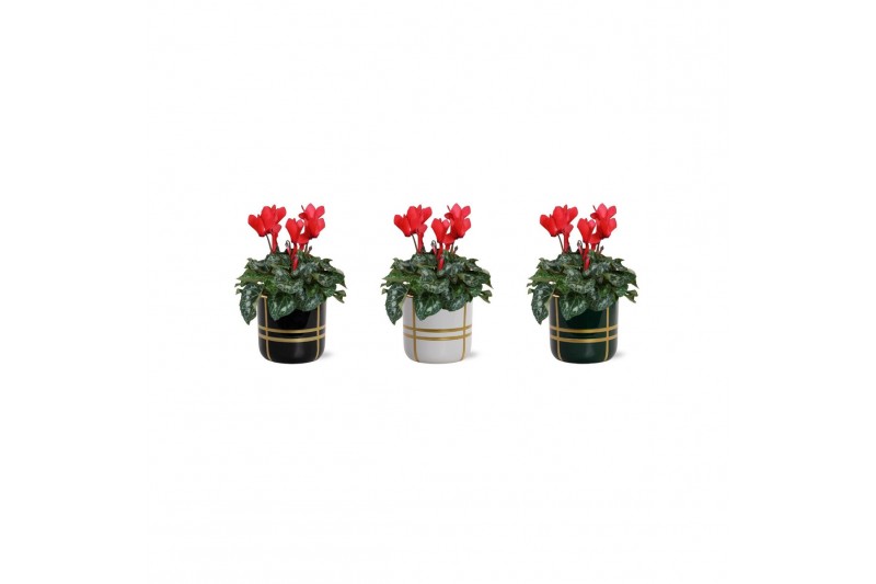 Cyclamen pers. midi super serie allure Collectie Bubble Collecties - C 
